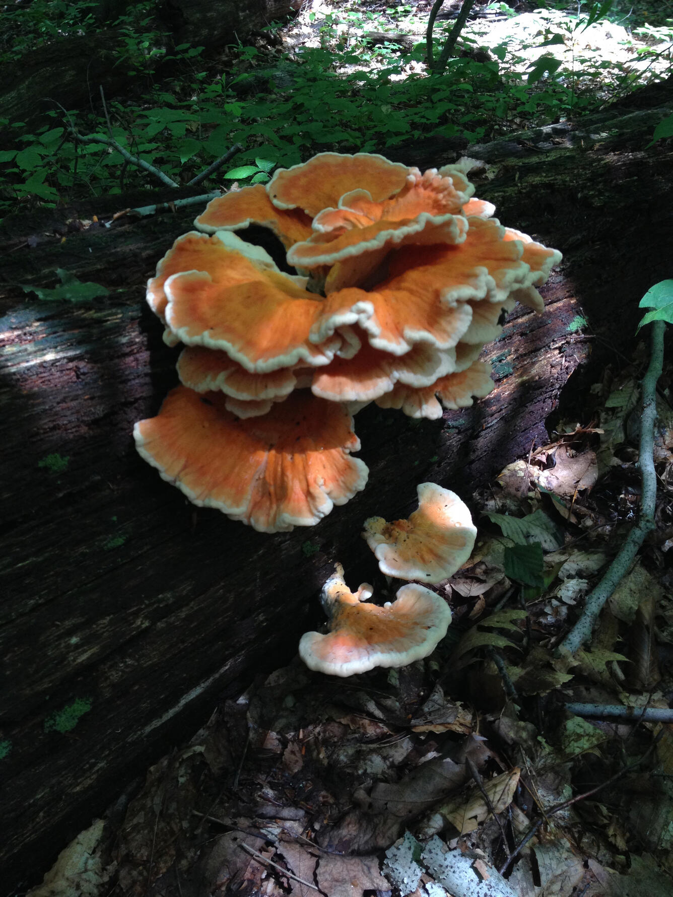 Chicken of the Woods mushroom growing on a fallen tree