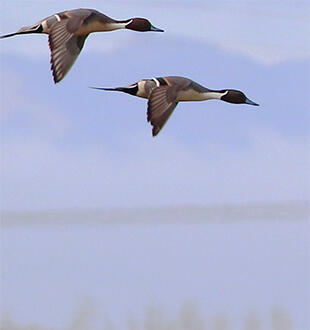 Left side of image: Flock of northern pintail ducks at Yolo Bypass Wildlife Area