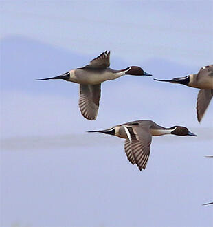 Midsection of image: Flock of northern pintail ducks at Yolo Bypass Wildlife Area