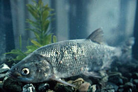 blue fish with scales