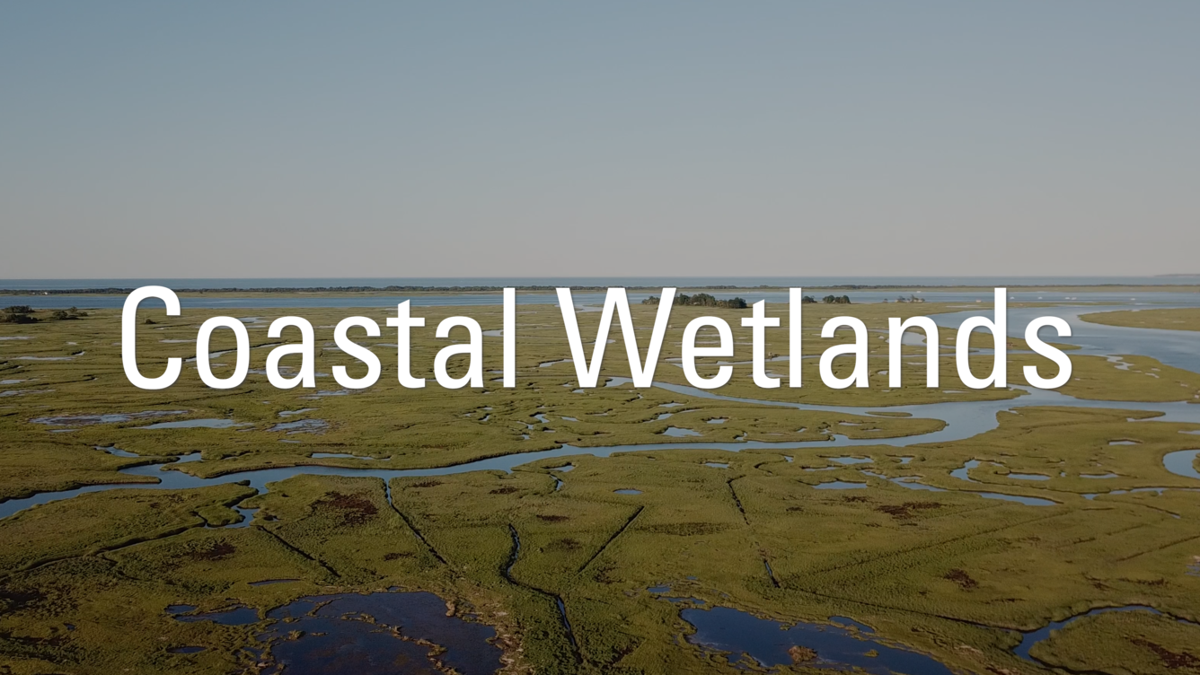 aerial view of a marsh with the text 'coastal wetlands'