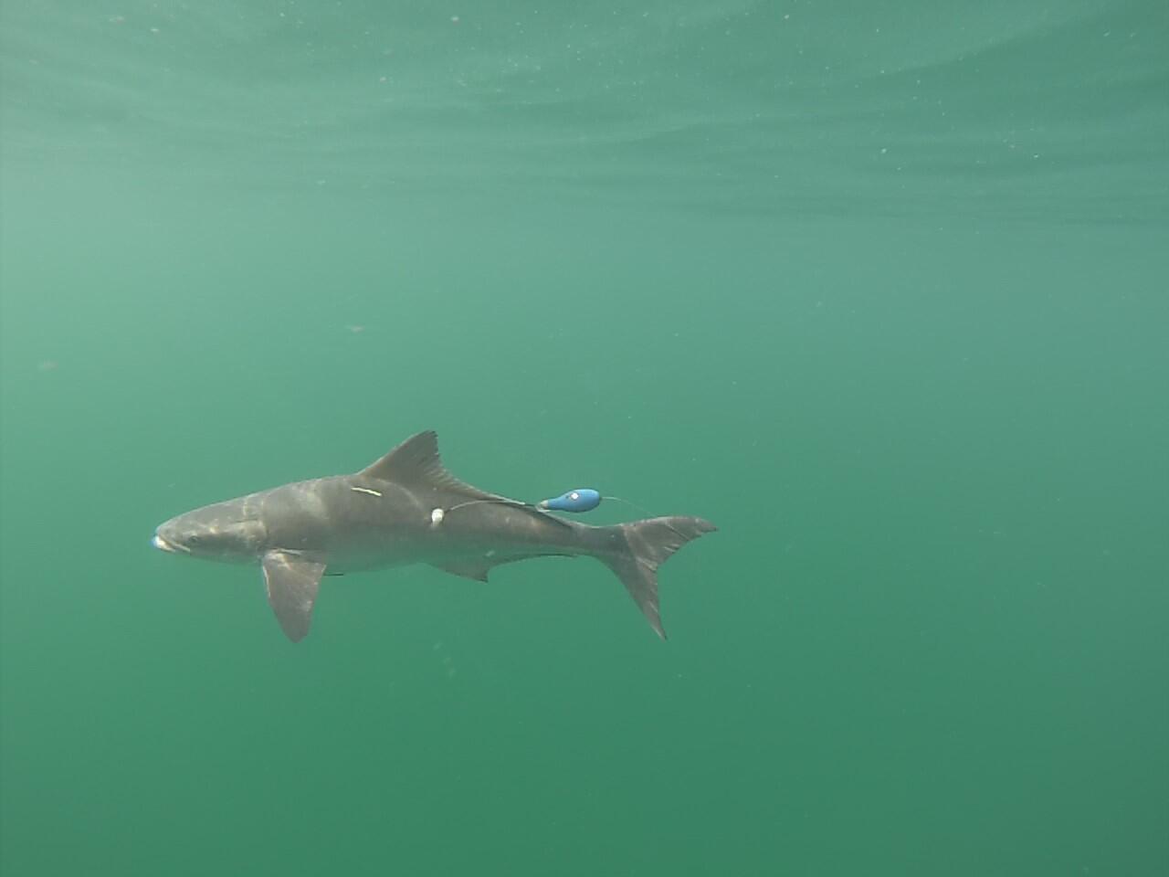 A gray fish with a blue tag swims through blue-green water