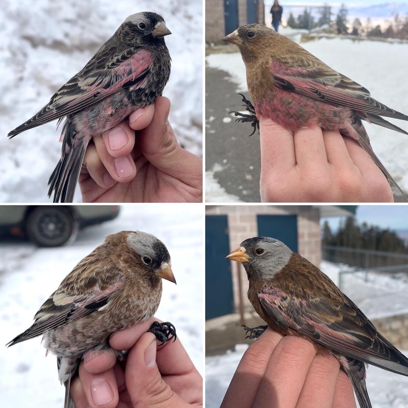 a collage of four different types of Rosy-finches