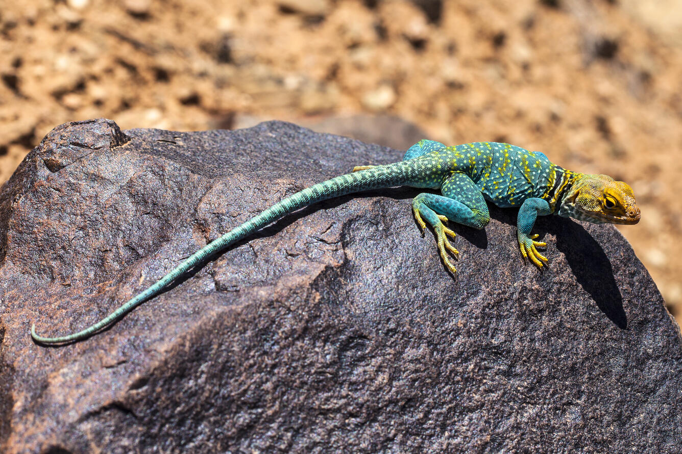 Yellow and turquoise collared lizard sitting on a rock