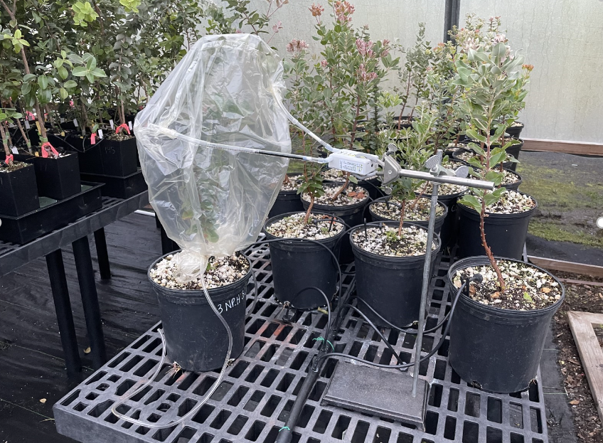 Collecting leaf volatiles from ROD-induced ʻōhiʻa