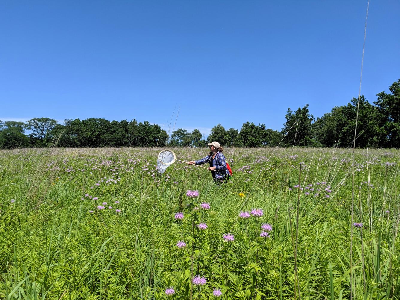 Scientist collecting insects with a net on a hoop
