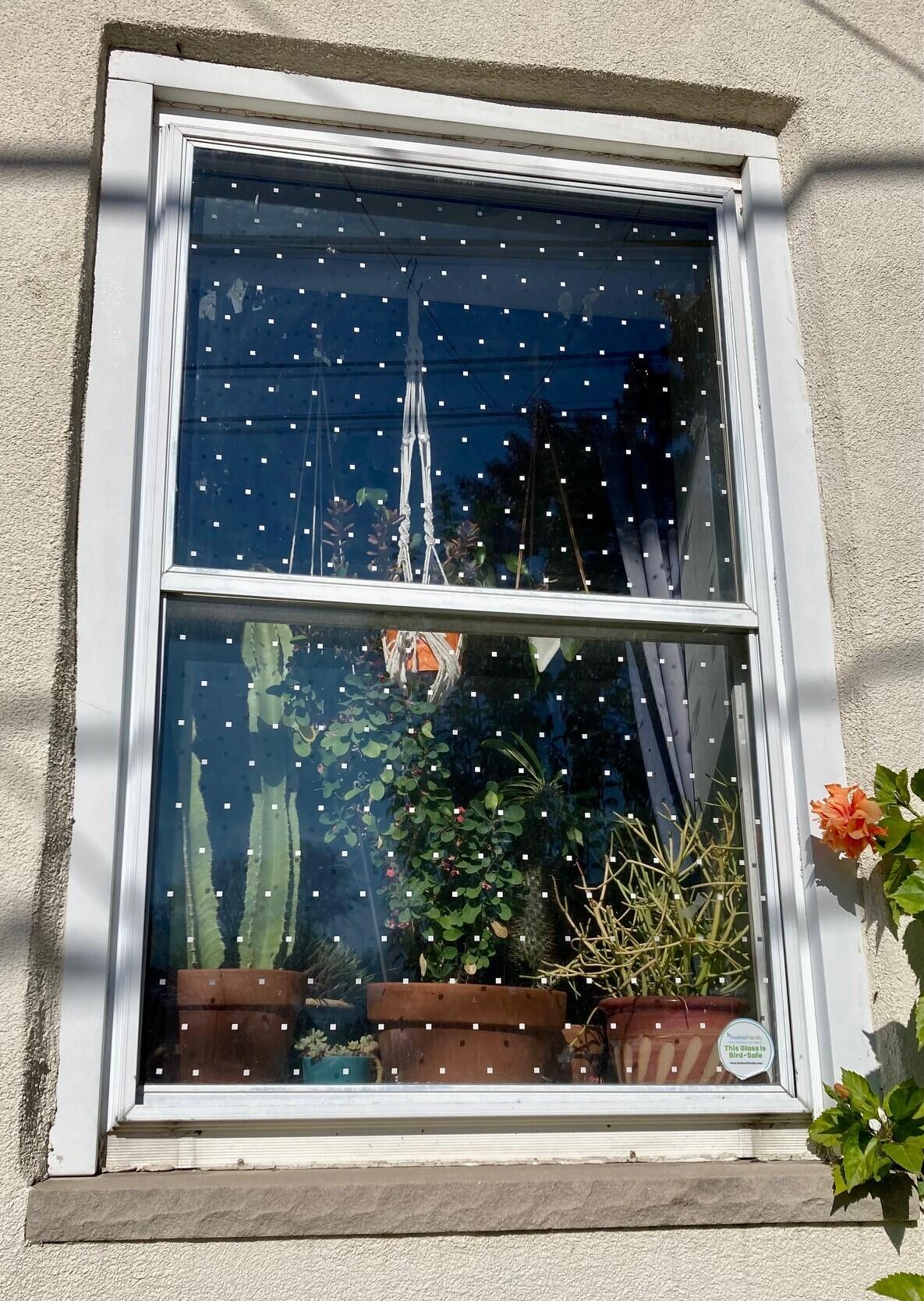 A home window with white dots on it to prevent bird collisions.