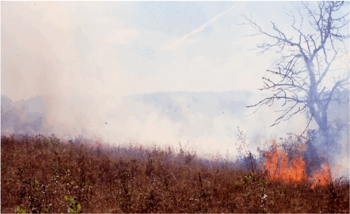 Controlled burn