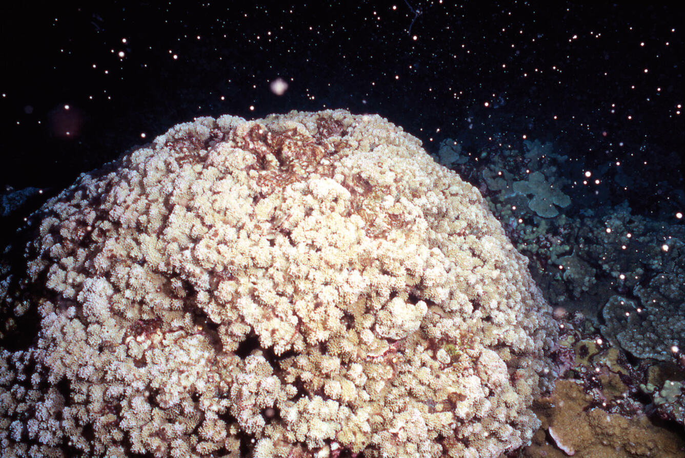 Underwater photograph of coral releasing larvae into the water column.