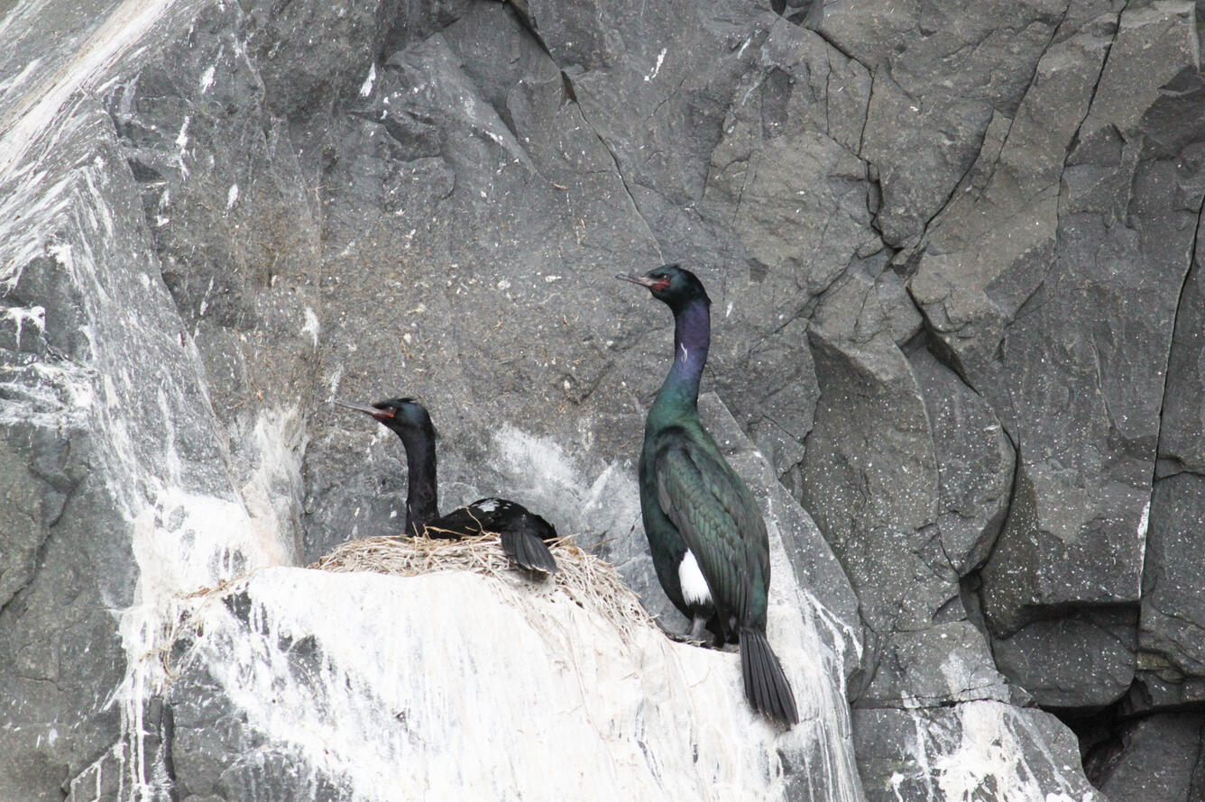 Pelagic Cormorants on nest on rocky cliffs with white guano. Male has purple and green feathers, white patch lower left side.