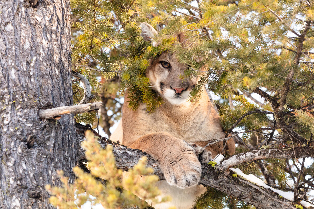 Cougar on a branch of a tree peeking through the leaves