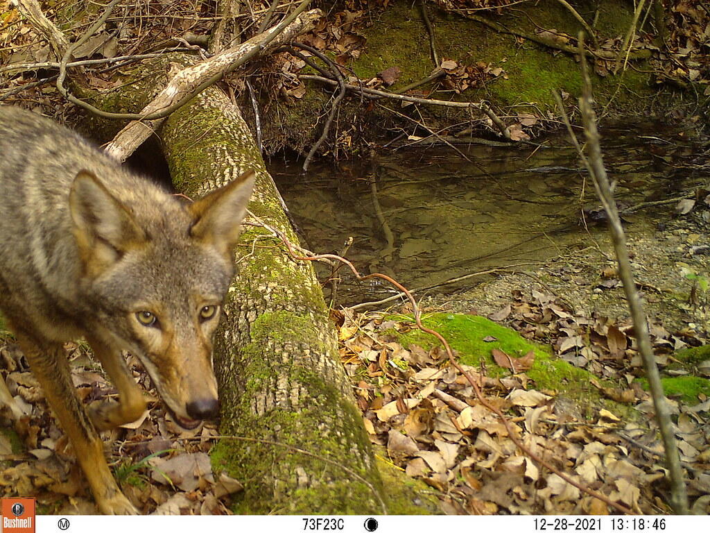 Coyote