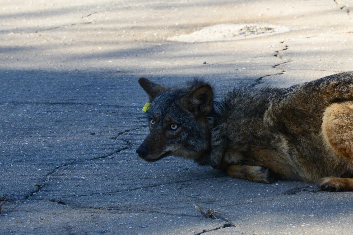 A coyote with  yellow tag in its ear lays on the ground