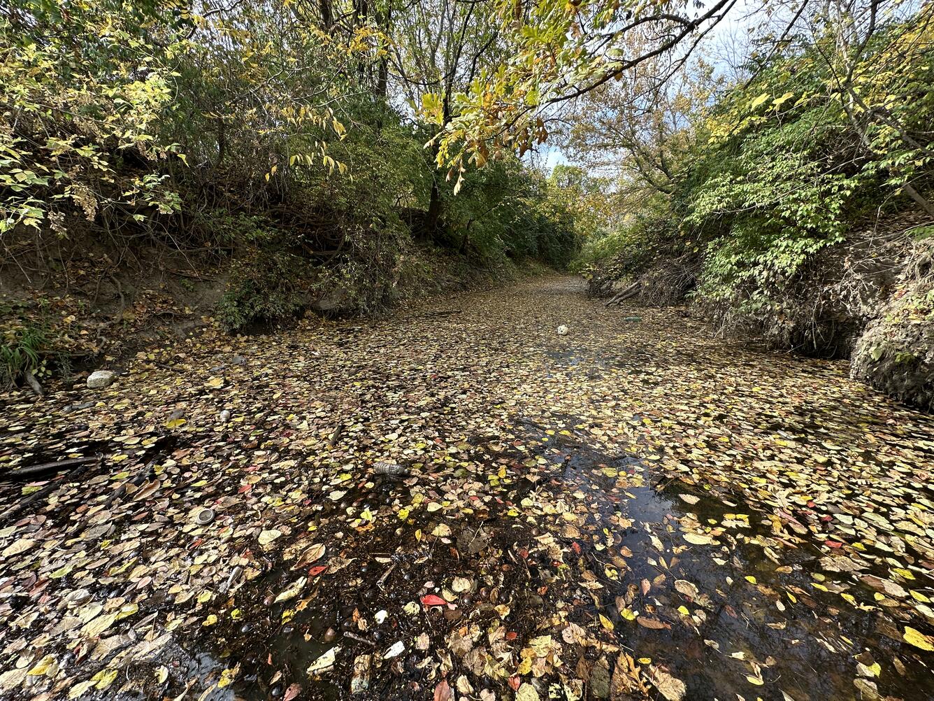Leaf covered stream in autumn