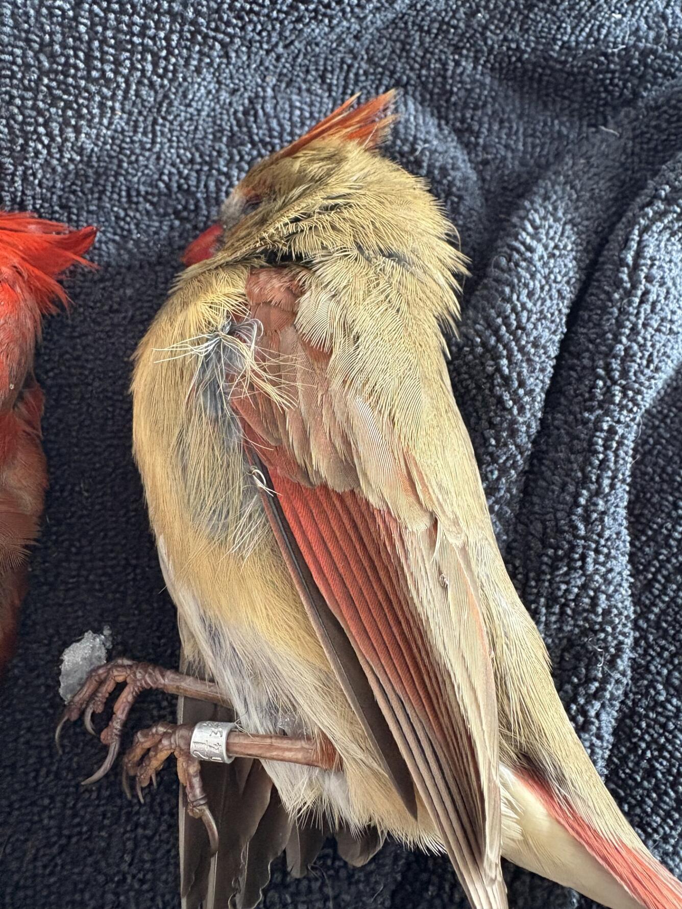 A banded female (red and brown) Northern Cardinal struck a residential window that reflects the surrounding habitat