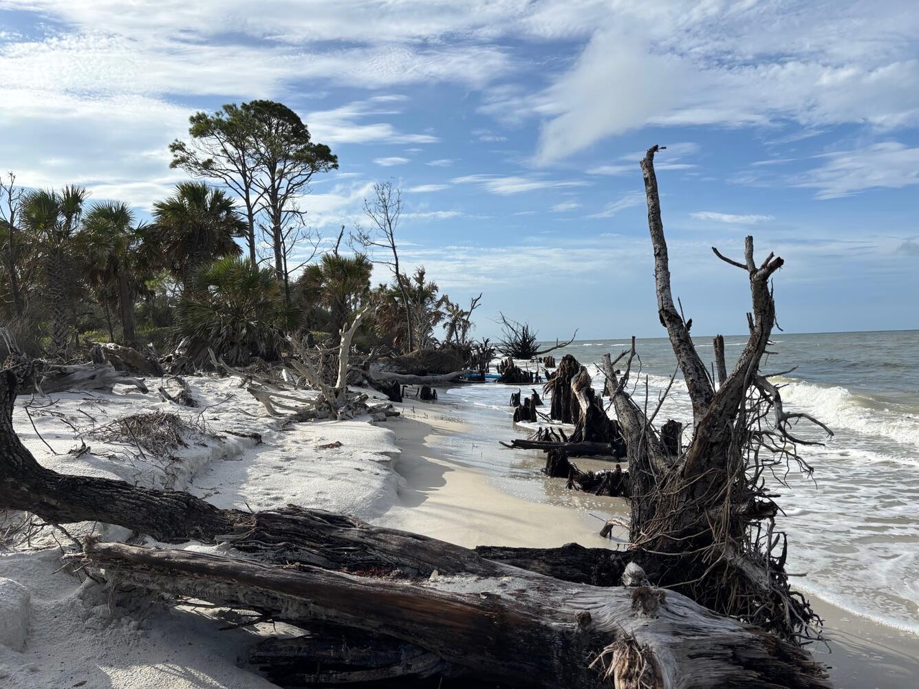 Woody debris and trees along a shoreline