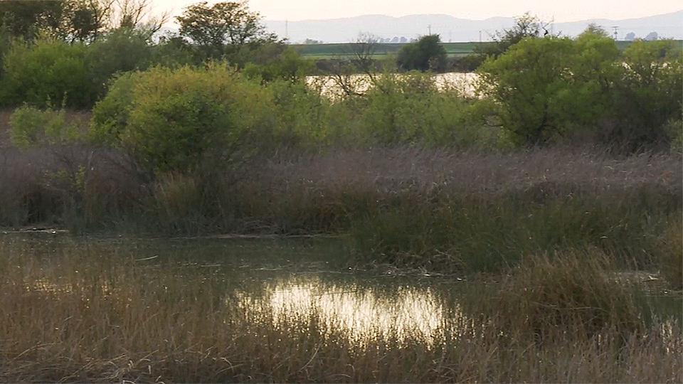 SF Bay-Delta shoreline 