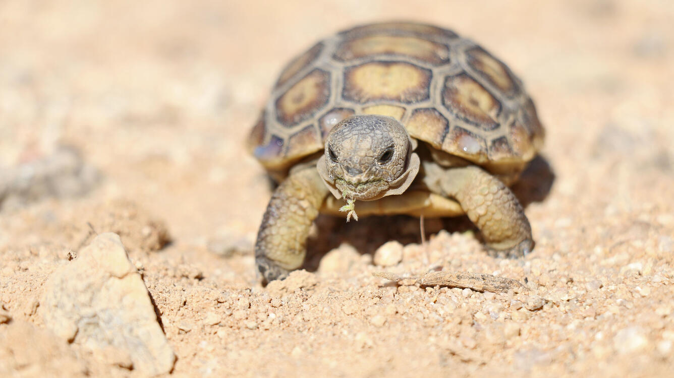Juvenile desert tortoise walking across desert soil.