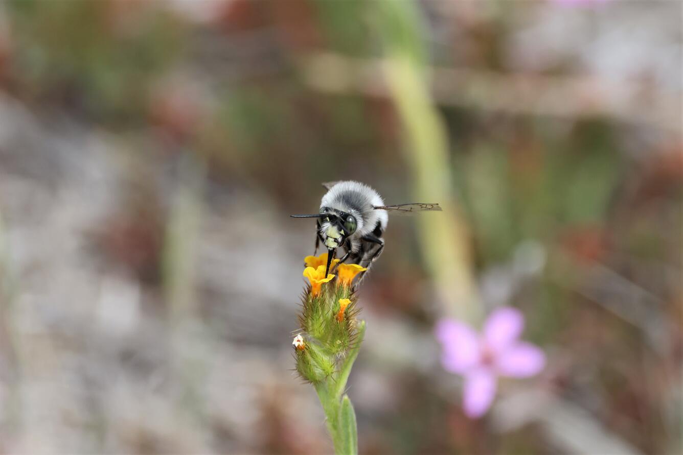 Digger bee getting pollen from yellow flowers