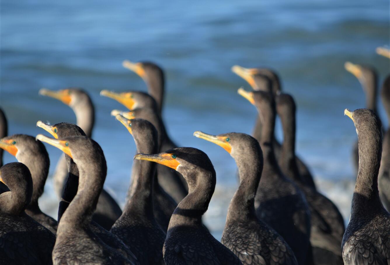 A group of double-crested Cormorants on the beach facing the ocean