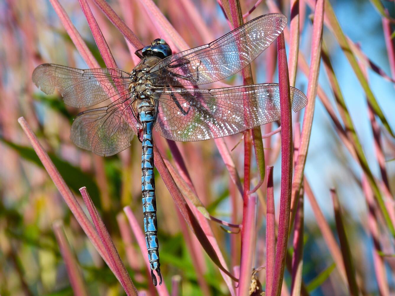 Dragonfly at Lake Clark National Park and Preserve, Alaska.