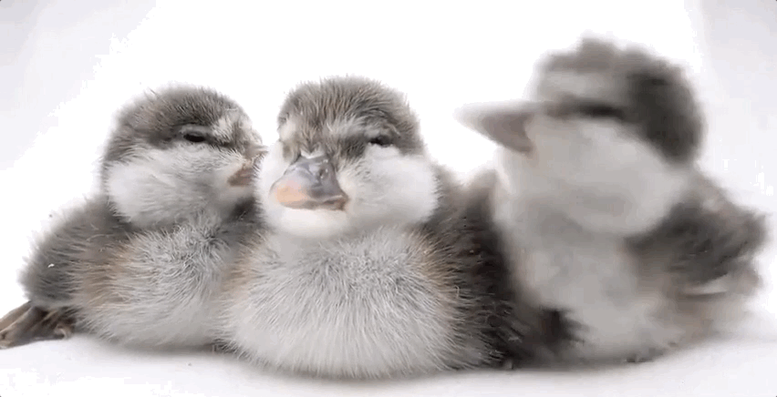 Animated GIF of harlequin ducklings opening their mouths and shaking their heads