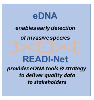 Graphic with DNA icon and text stating READI-Net enables the early detection of invasive species by using eDNA