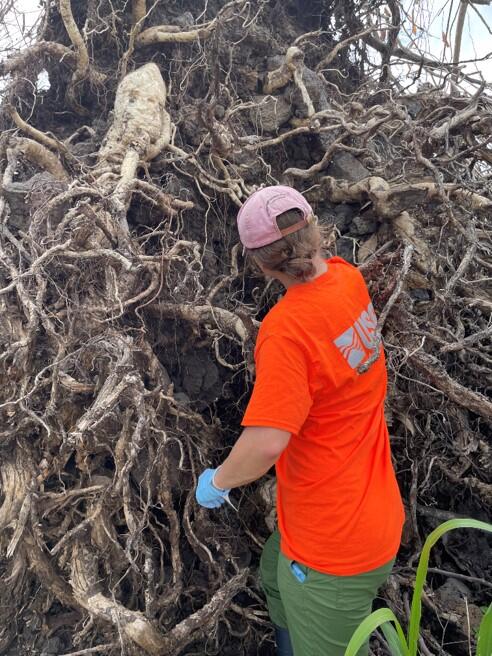 a person wearing orange USGS shirt and pink hat faces a large knot of tree roots