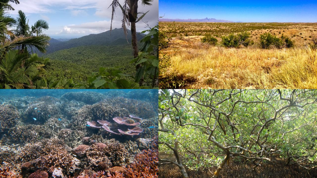 Four photos of different ecosystem types: rain forest, prairie, ocean, and deciduous forest