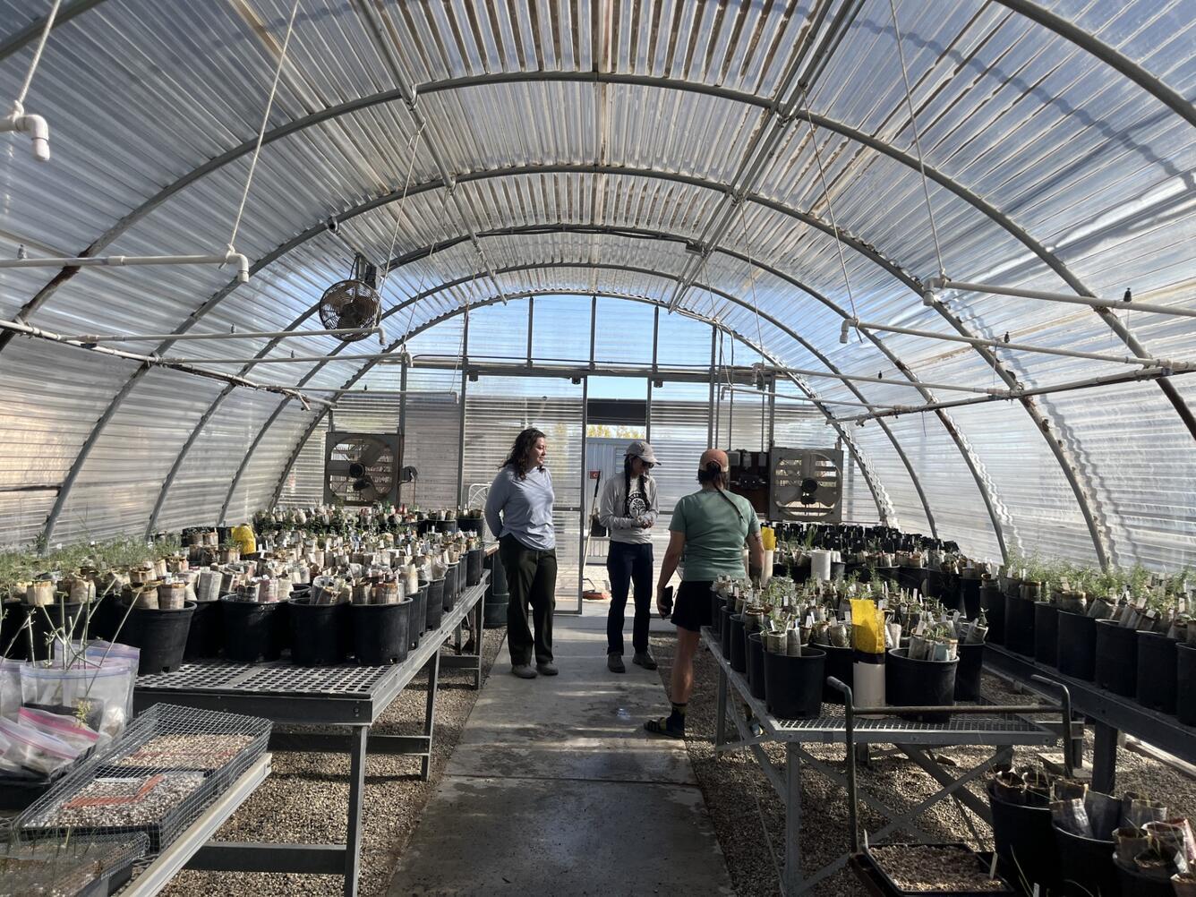Three people talk and look at plants in a greenhouse that has tables with native plant seedlings on them in Joshua Tree National Park