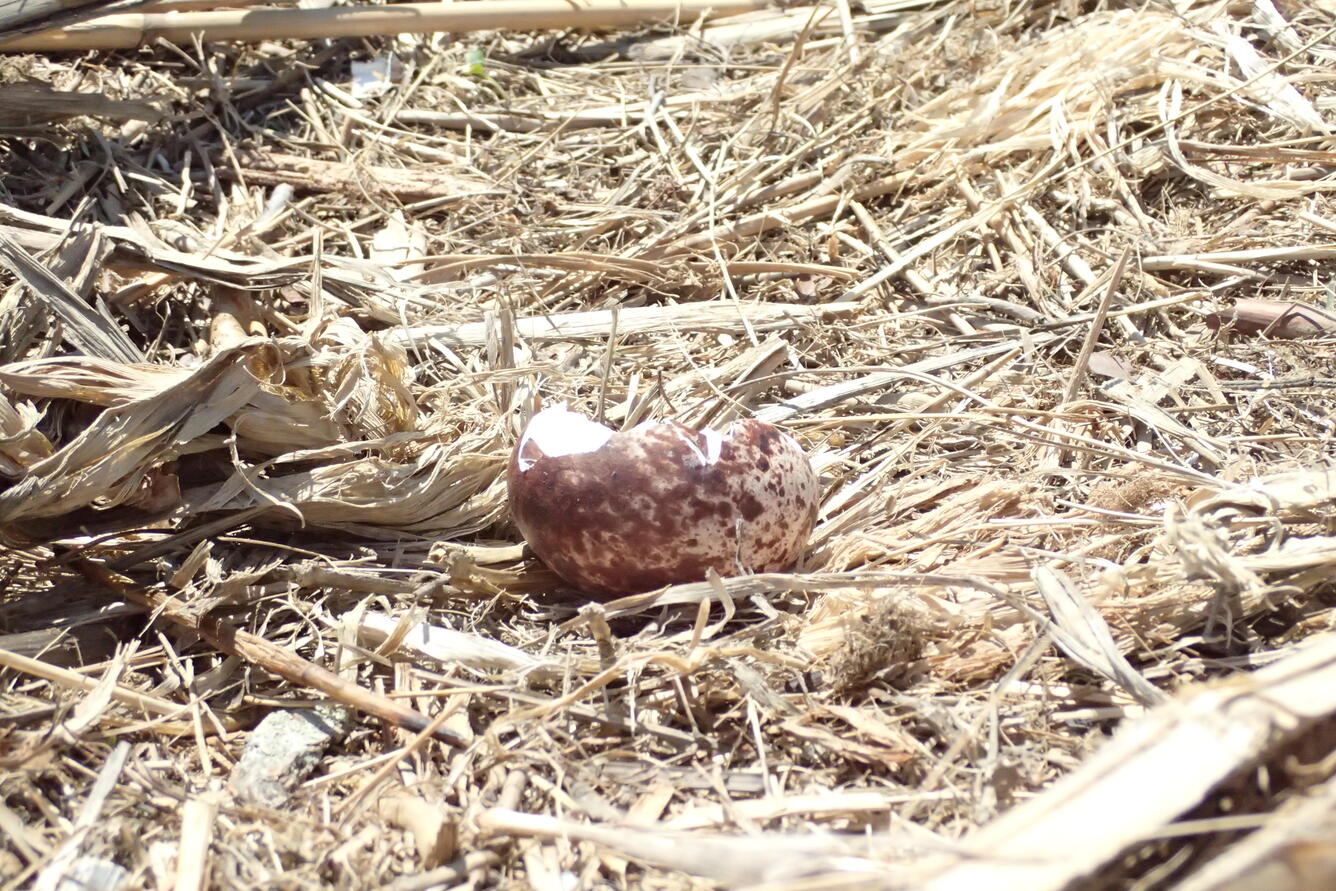  Red mottled osprey eggs with large portion of shell missing that has been predated
