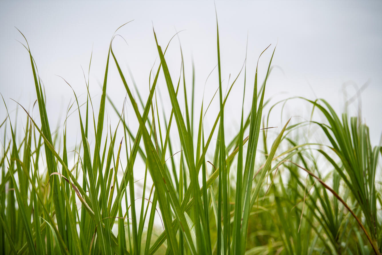 Close up view of cane used for biofuel