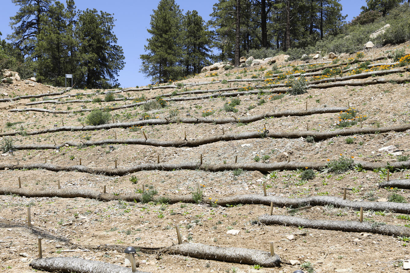 brown hillside with a few shrubs and about a dozen soil erosion barriers cross the hill in lines