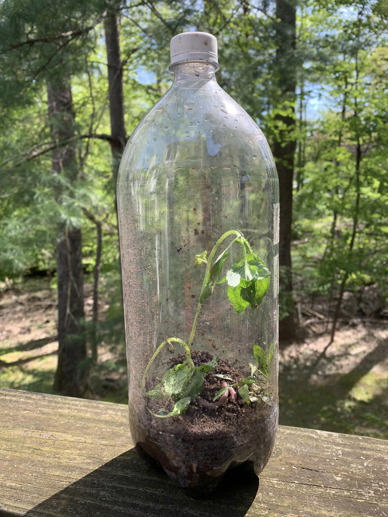 A clear, plastic bottle containing soil and a plant sits on a ledge with trees in the background.