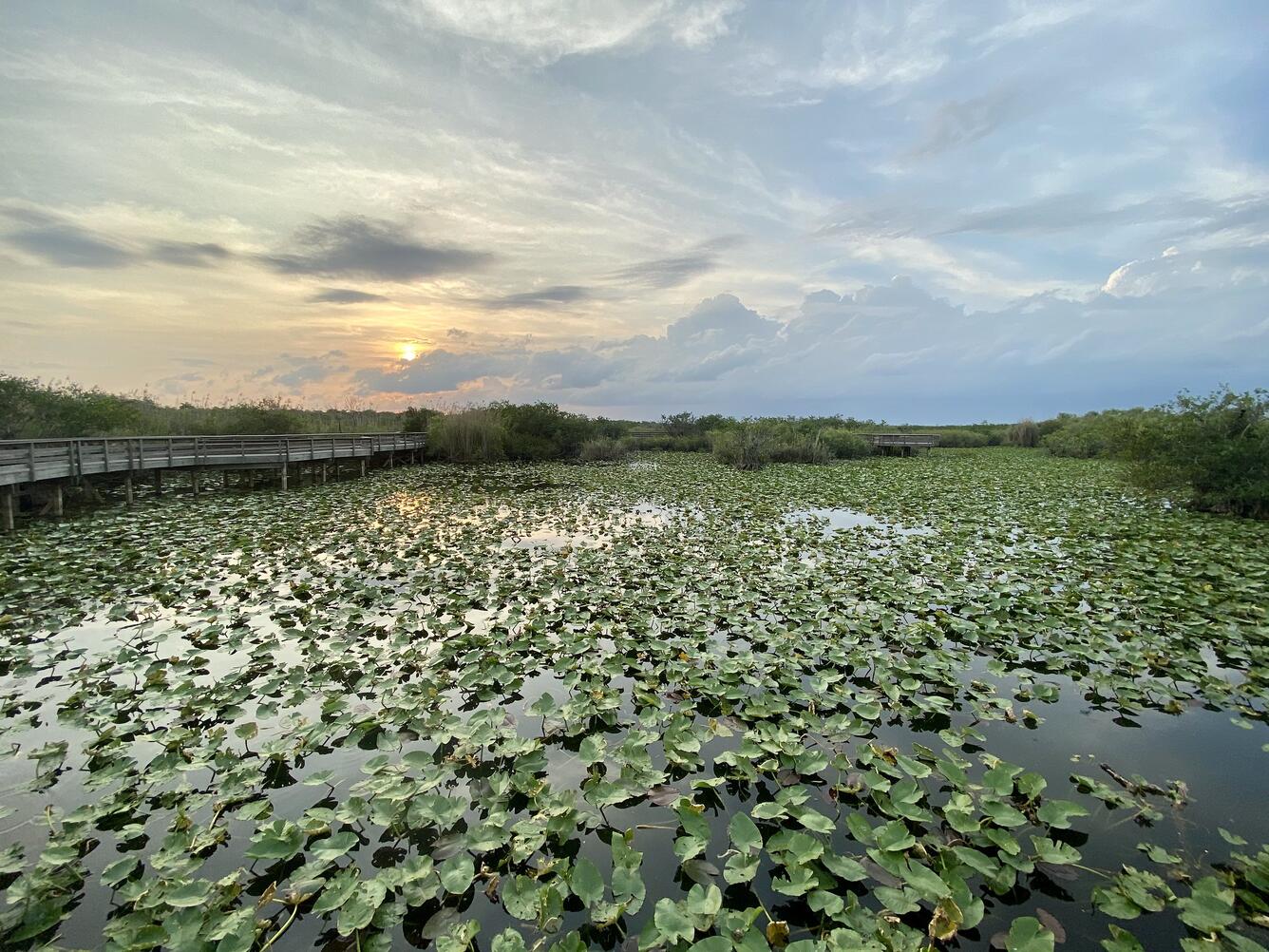 Lily pads in water along the elevated, wooden Anhinga Trail in Everglades National Park
