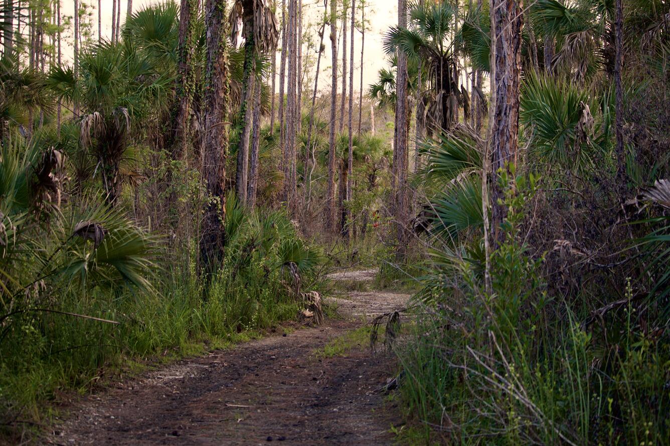 a dirt path cuts through a pine forest, with palm fronds between pine tree trunks