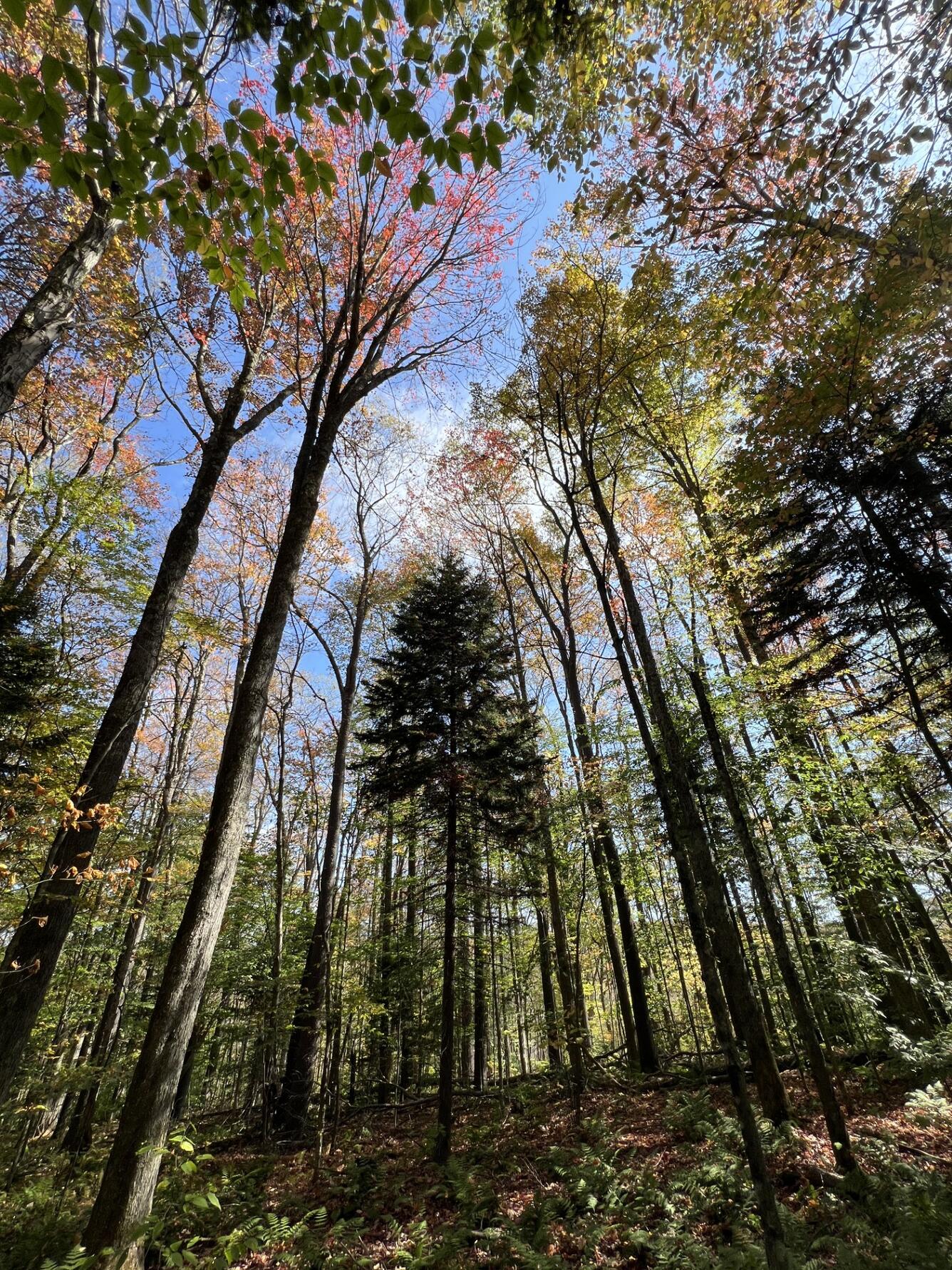 Red spruce in the Central Appalachian Mountains, West Virginia
