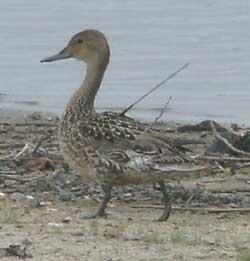 Northern Pintail walking along a beach