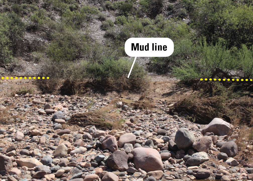 Mud is deposited on desert shrubs and rocks, creating a visible brown, level line.