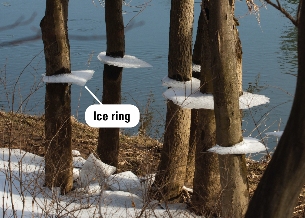 Disks of ice encircle a cluster of tree trunks next to an area of open water. Shards of ice can be seen on the ground below.