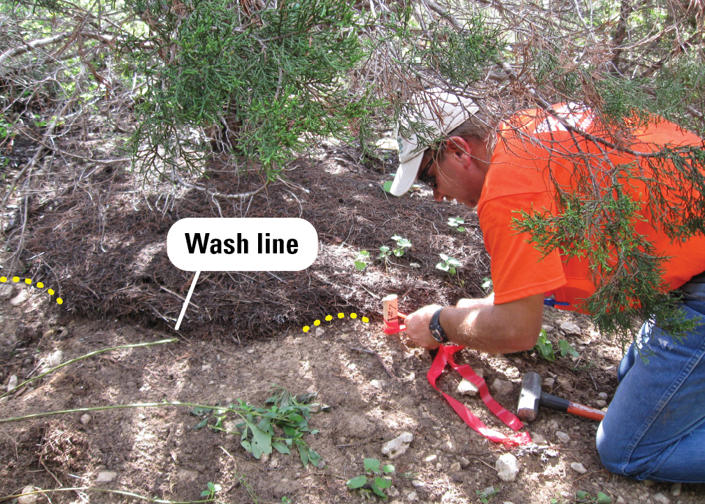 A kneeling scientist inserts a stake and flag in the bare ground at the edge of a pile of pine needles.
