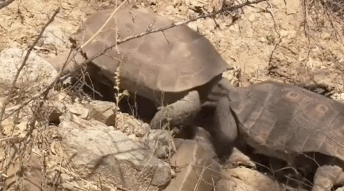 Tortoise snapping back at another tortoise