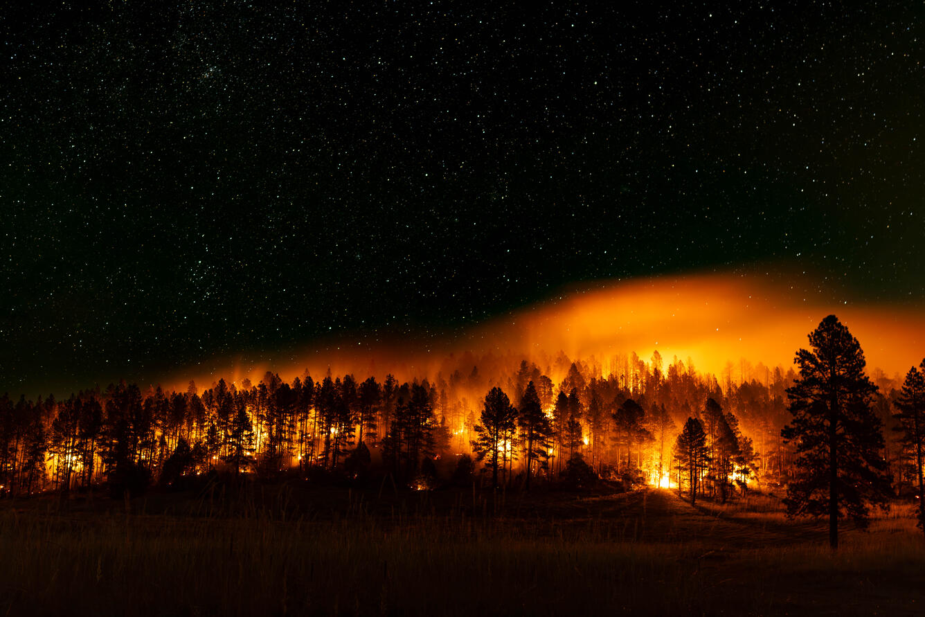 a fire burns between dark trees, with starry skies above