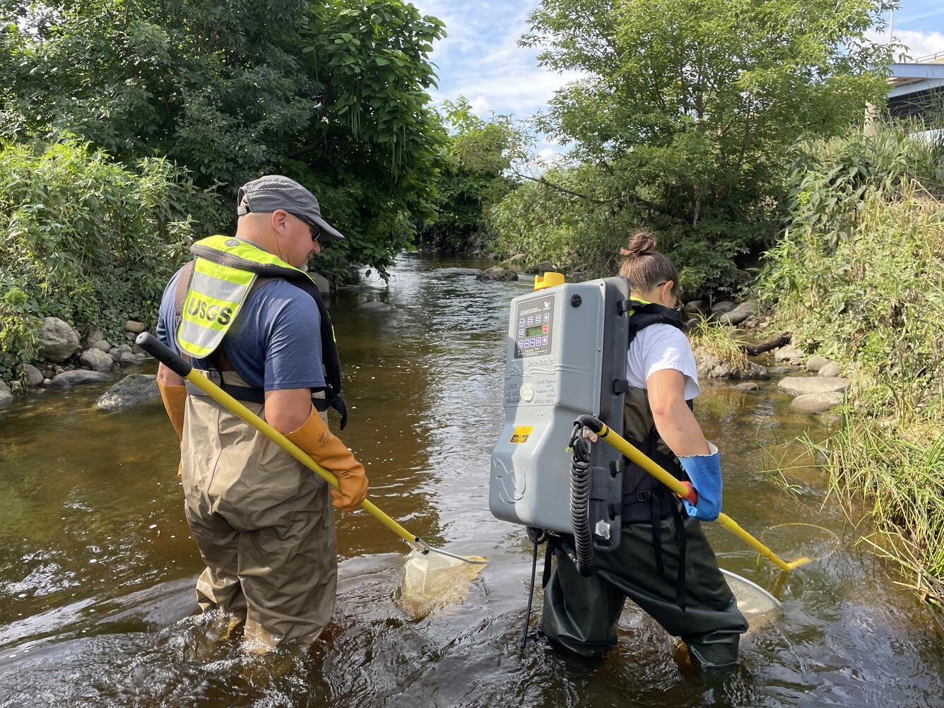 Scientists collect fish from creek using backpack shocker