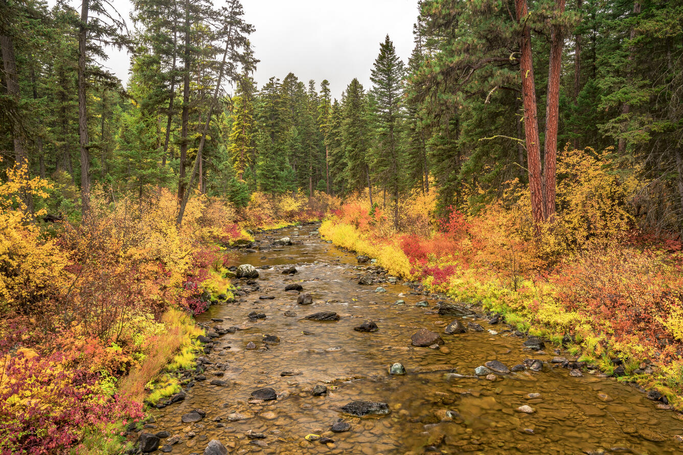 Stream in the Flathead National Forest during fall