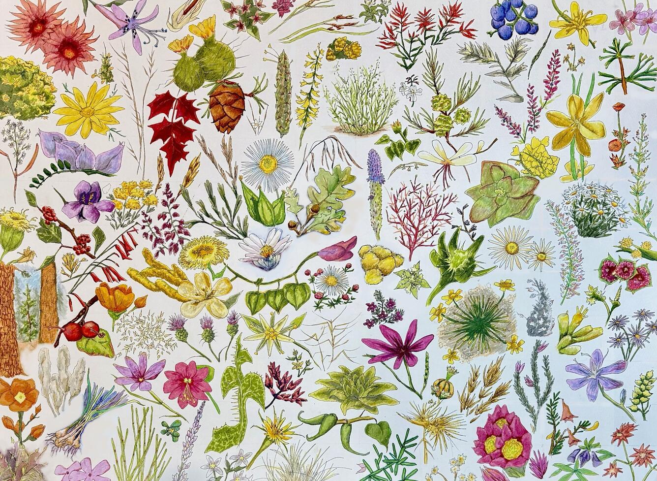 Watercolor and ink painting depicting117 species of plants near a mine site in northern Arizona