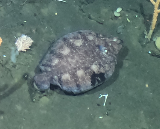 A blurry underwater shot of a flounder on the deep sea floor