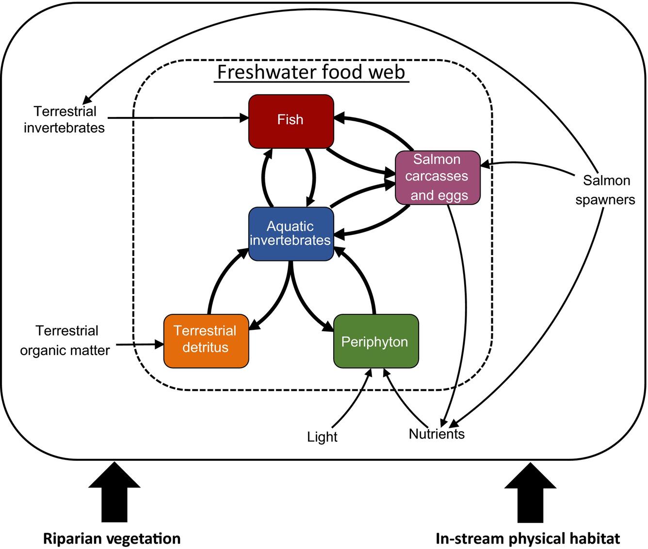 Simplified river food web