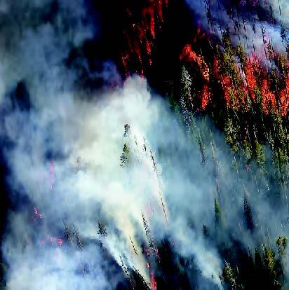 trees consumed by fire