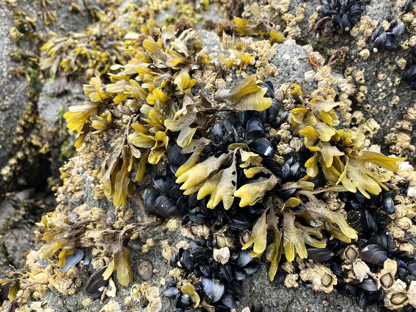 Fucus in the Rocky Intertidal